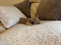 No name , a female French Bulldog for sale in Orlando, FL – 6 of 6