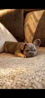 No name , a female French Bulldog for sale in Orlando, FL – 2 of 6