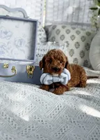 Blue collar mini Goldendoodle boy, a male Miniature Goldendoodle for sale in Spokane, WA – 2 of 5