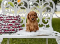Orange collar boy, a male Goldendoodle for sale in Spokane, WA – 3 of 5