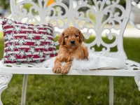 Orange collar boy, a male Goldendoodle for sale in Spokane, WA – 4 of 5