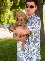 Blue collar , a male Goldendoodle for sale in Spokane, WA – 4 of 6