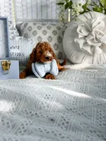 Micro mini blue collar boy, a  Miniature Goldendoodle for sale in Spokane, WA – 5 of 9