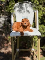 Purple collar girl, a female Goldendoodle for sale in Spokane, WA – 5 of 5