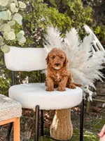 Blue collar mini Goldendoodle boy, a male Miniature Goldendoodle for sale in Spokane, WA – 5 of 5