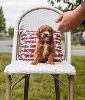 Micro mini blue collar boy, a  Miniature Goldendoodle for sale in Spokane, WA – 3 of 9