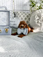 Micro mini blue collar boy, a  Miniature Goldendoodle for sale in Spokane, WA – 9 of 9