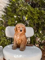 Blue collar , a male Goldendoodle for sale in Spokane, WA – 6 of 6