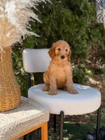 Yellow collar , a male Goldendoodle for sale in Spokane, WA – 1 of 8