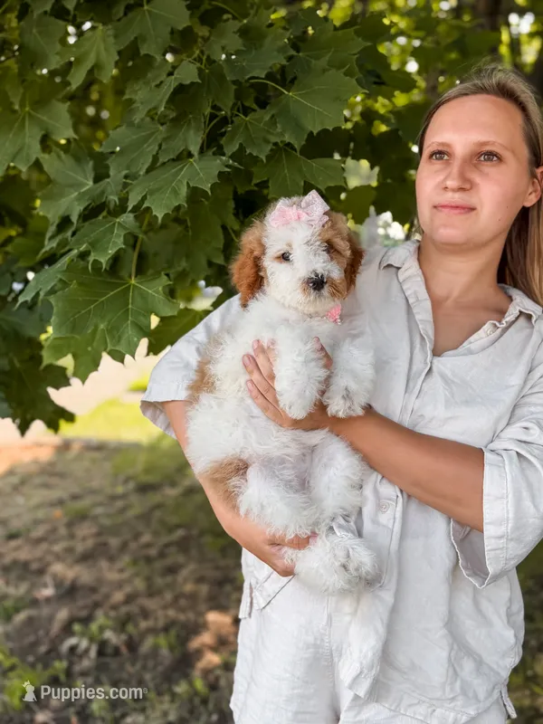 Pink collar girl  ( red parti) – Miniature Goldendoodle puppy for sale in Spokane, WA
