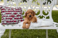 Orange collar boy, a male Goldendoodle for sale in Spokane, WA – 1 of 5