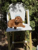 Purple collar girl, a female Goldendoodle for sale in Spokane, WA – 2 of 5