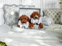 Micro mini blue collar boy, a  Miniature Goldendoodle for sale in Spokane, WA – 8 of 9