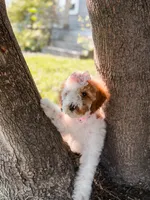 Pink collar girl  ( red parti), a female Miniature Goldendoodle for sale in Spokane, WA – 5 of 5