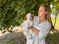 Pink collar girl  ( red parti), a female Miniature Goldendoodle for sale in Spokane, WA – 2 of 5