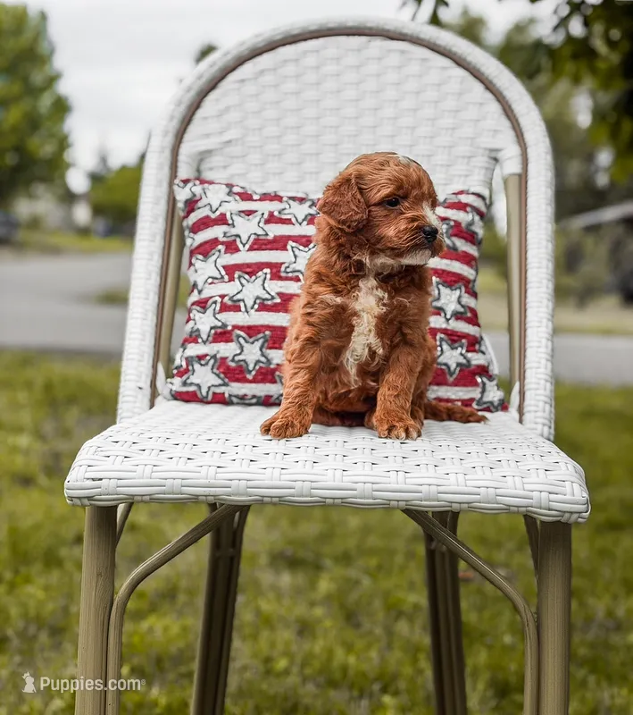 Micro mini blue collar boy – Miniature Goldendoodle puppy for sale in Spokane, WA