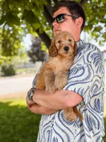 Yellow collar , a male Goldendoodle for sale in Spokane, WA – 3 of 8