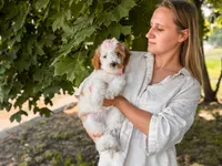 Pink collar girl  ( red parti), a female Miniature Goldendoodle for sale in Spokane, WA – 4 of 5
