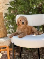 Blue collar , a male Goldendoodle for sale in Spokane, WA – 3 of 6