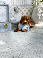 Micro mini blue collar boy, a  Miniature Goldendoodle for sale in Spokane, WA – 4 of 9