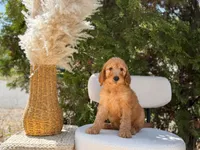 Yellow collar , a male Goldendoodle for sale in Spokane, WA – 4 of 8