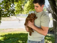 Purple collar girl, a female Goldendoodle for sale in Spokane, WA – 4 of 5