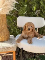 Blue collar , a male Goldendoodle for sale in Spokane, WA – 5 of 6
