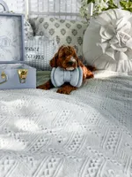Micro mini blue collar boy, a  Miniature Goldendoodle for sale in Spokane, WA – 6 of 9