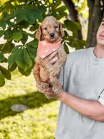 Orange collar boy, a male Goldendoodle for sale in Spokane, WA – 2 of 5