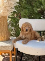 Blue collar , a male Goldendoodle for sale in Spokane, WA – 2 of 6