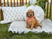 Orange collar boy, a male Goldendoodle for sale in Spokane, WA – 5 of 5