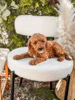 Blue collar mini Goldendoodle boy, a male Miniature Goldendoodle for sale in Spokane, WA – 4 of 5