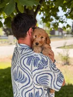 Yellow collar , a male Goldendoodle for sale in Spokane, WA – 5 of 8