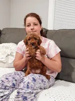 Blue collar mini Goldendoodle boy, a male Miniature Goldendoodle for sale in Spokane, WA – 3 of 5