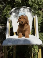 Purple collar girl, a female Goldendoodle for sale in Spokane, WA – 3 of 5