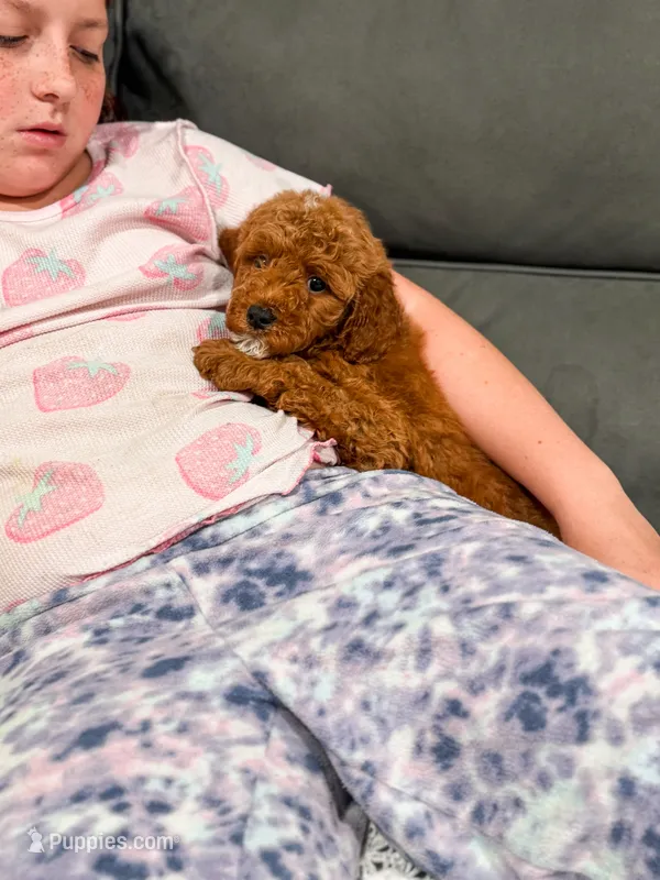 Blue collar mini Goldendoodle boy – Miniature Goldendoodle puppy for sale in Spokane, WA