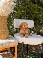 Yellow collar , a male Goldendoodle for sale in Spokane, WA – 6 of 8