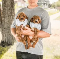 Micro mini blue collar boy, a  Miniature Goldendoodle for sale in Spokane, WA – 7 of 9