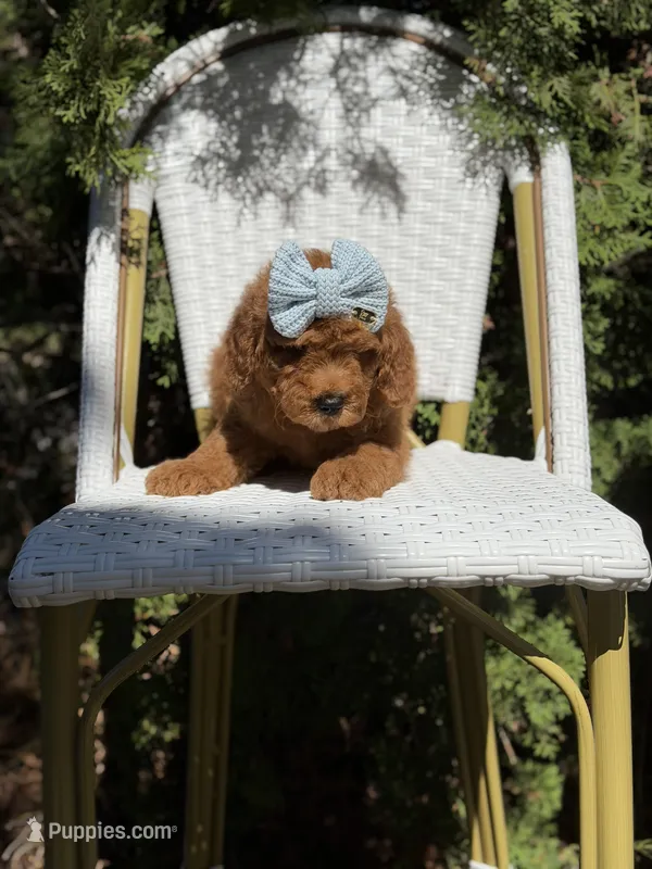 Purple collar girl – Goldendoodle puppy for sale in Spokane, WA