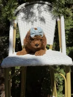 Purple collar girl, a female Goldendoodle for sale in Spokane, WA – 1 of 5