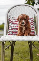 Micro mini blue collar boy, a  Miniature Goldendoodle for sale in Spokane, WA – 2 of 9