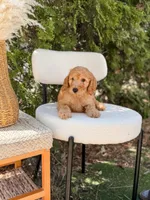 Yellow collar , a male Goldendoodle for sale in Spokane, WA – 7 of 8