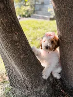 Pink collar girl  ( red parti), a female Miniature Goldendoodle for sale in Spokane, WA – 3 of 5