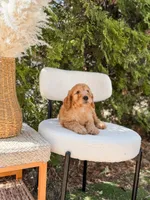 Yellow collar , a male Goldendoodle for sale in Spokane, WA – 8 of 8