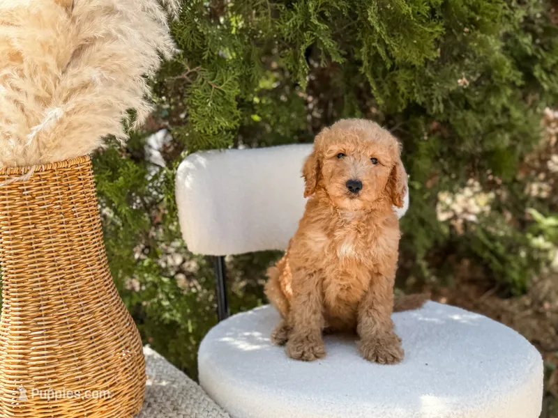 Blue collar  – Goldendoodle puppy for sale in Spokane, WA