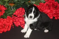 ADELINE, a female Miniature American Shepherd for sale in Glencoe, MN – 6 of 7