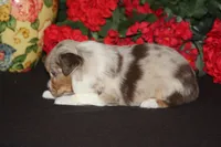ROYAL, a male Miniature American Shepherd for sale in Glencoe, MN – 3 of 10