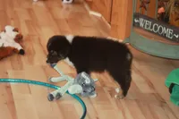 ARLO, a male Miniature American Shepherd for sale in Glencoe, MN – 6 of 10