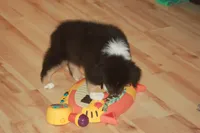 ARLO, a male Miniature American Shepherd for sale in Glencoe, MN – 4 of 10