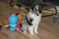Lainey, a female Miniature American Shepherd for sale in Glencoe, MN – 7 of 10